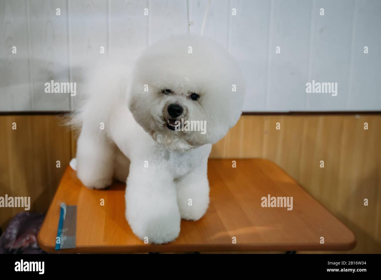 Dog Bichon Frise standing on the table Stock Photo - Alamy