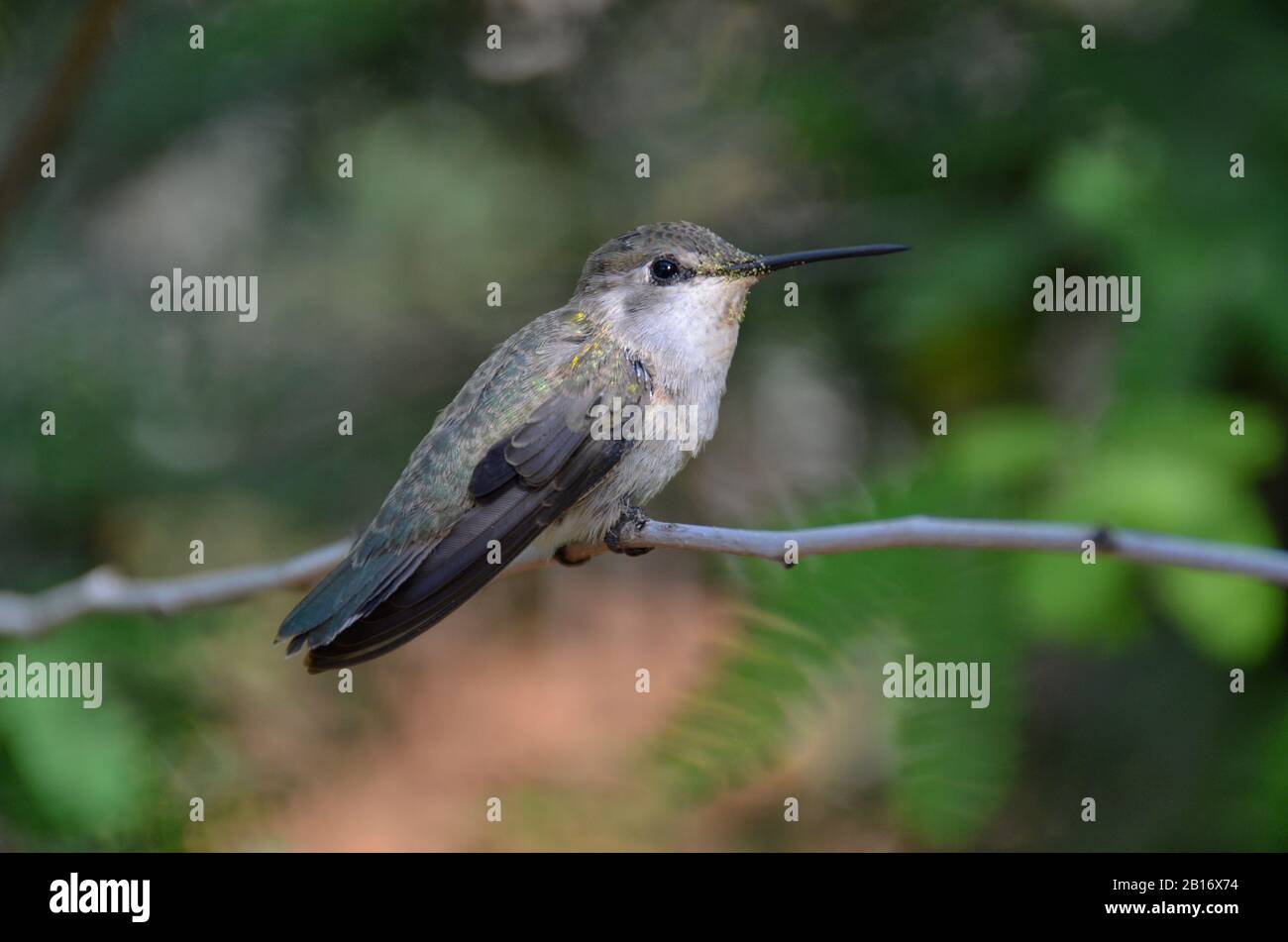 Female Hummingbird sitting upon a Branch - Stock Image