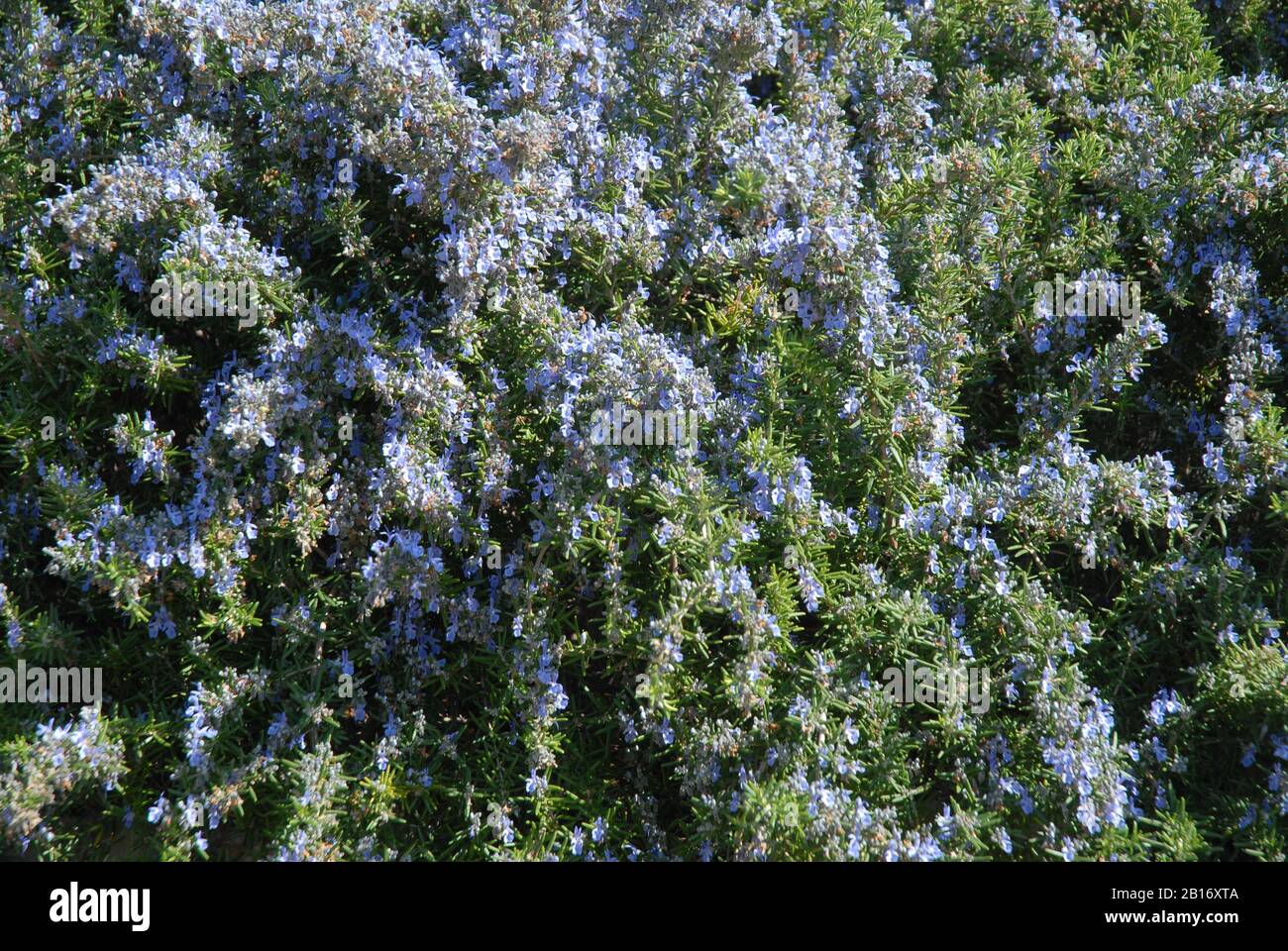 Rosemary, also known as Salvia rosmarinus Stock Photo