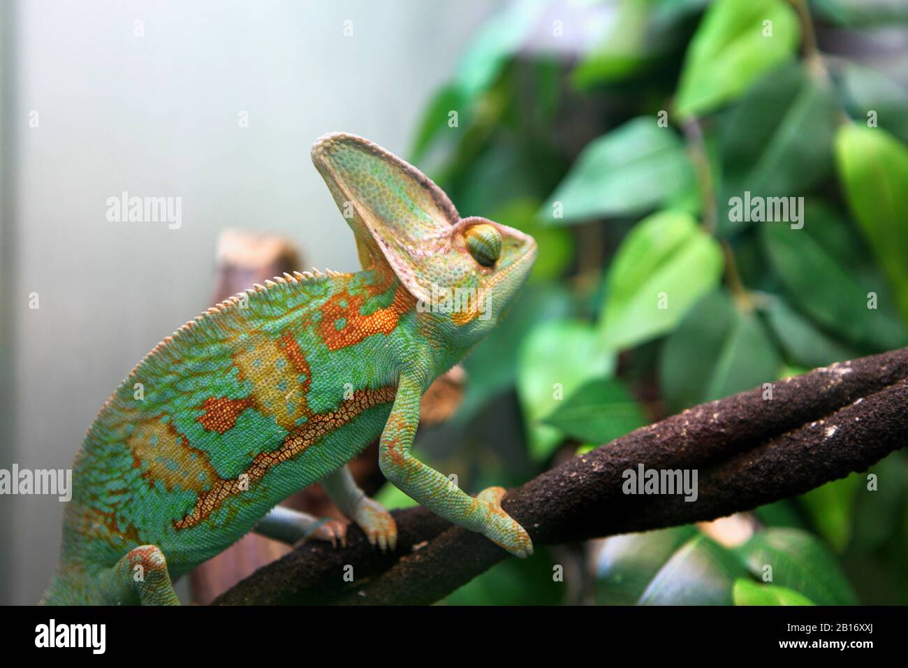 green colorful chameleon sitting on the branch - wild animal close up view. Stock Photo