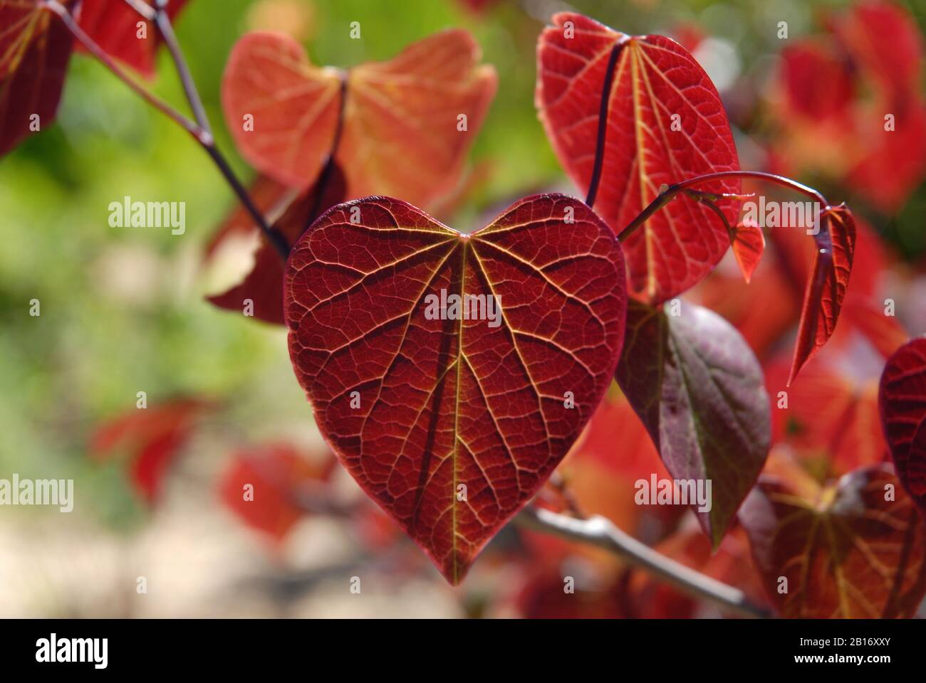 Cercis canadensis Forest Pansy, a Redbud tree with crimson heart shaped leaves in spring Stock Photo