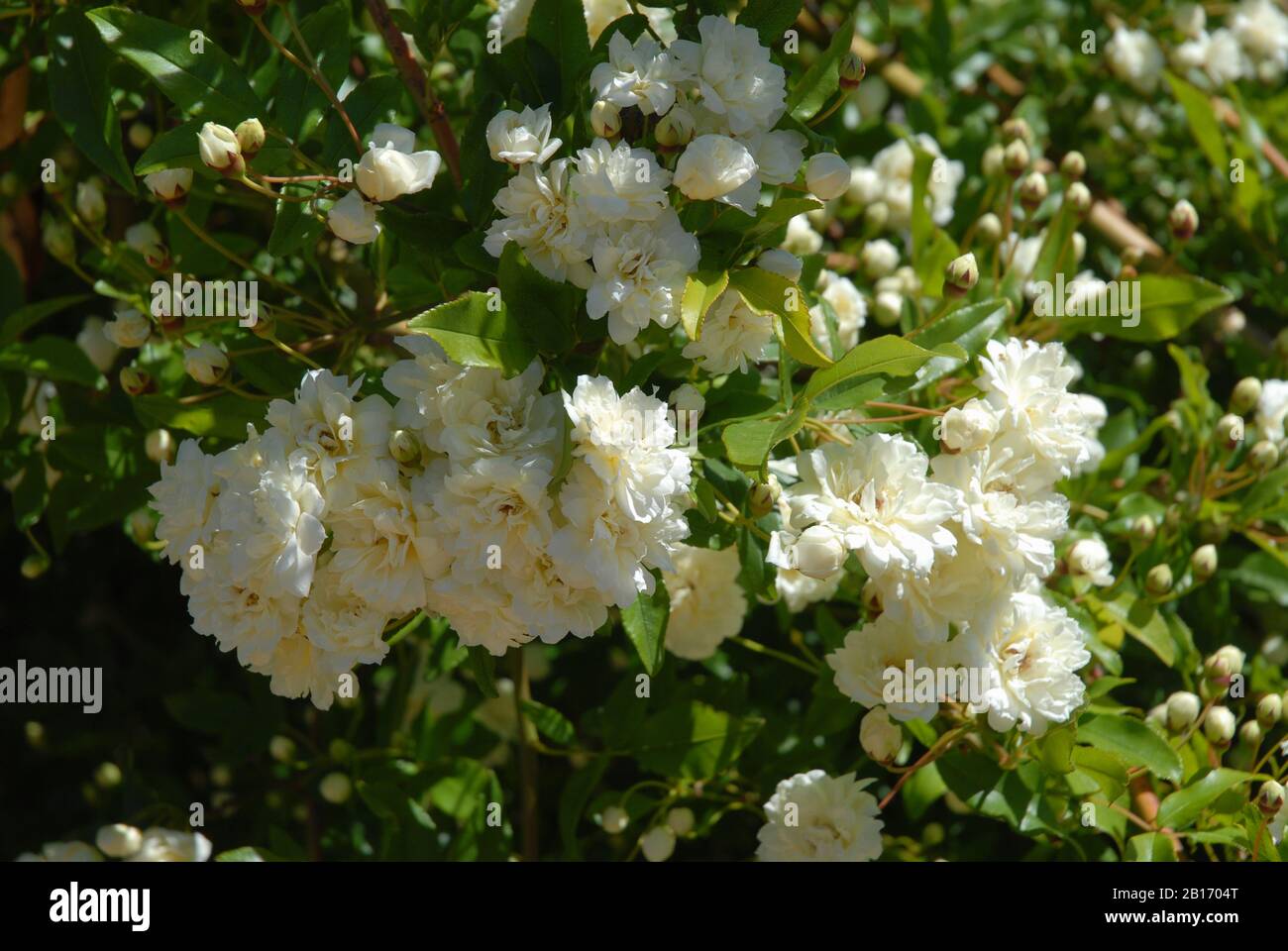 Rosa Banksiae alba plena, a thornless, white rambling rose Stock Photo