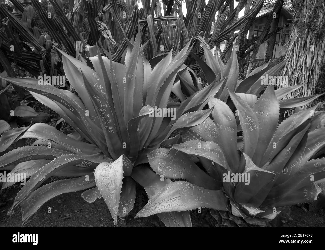 Kakteen im Park Stock Photo