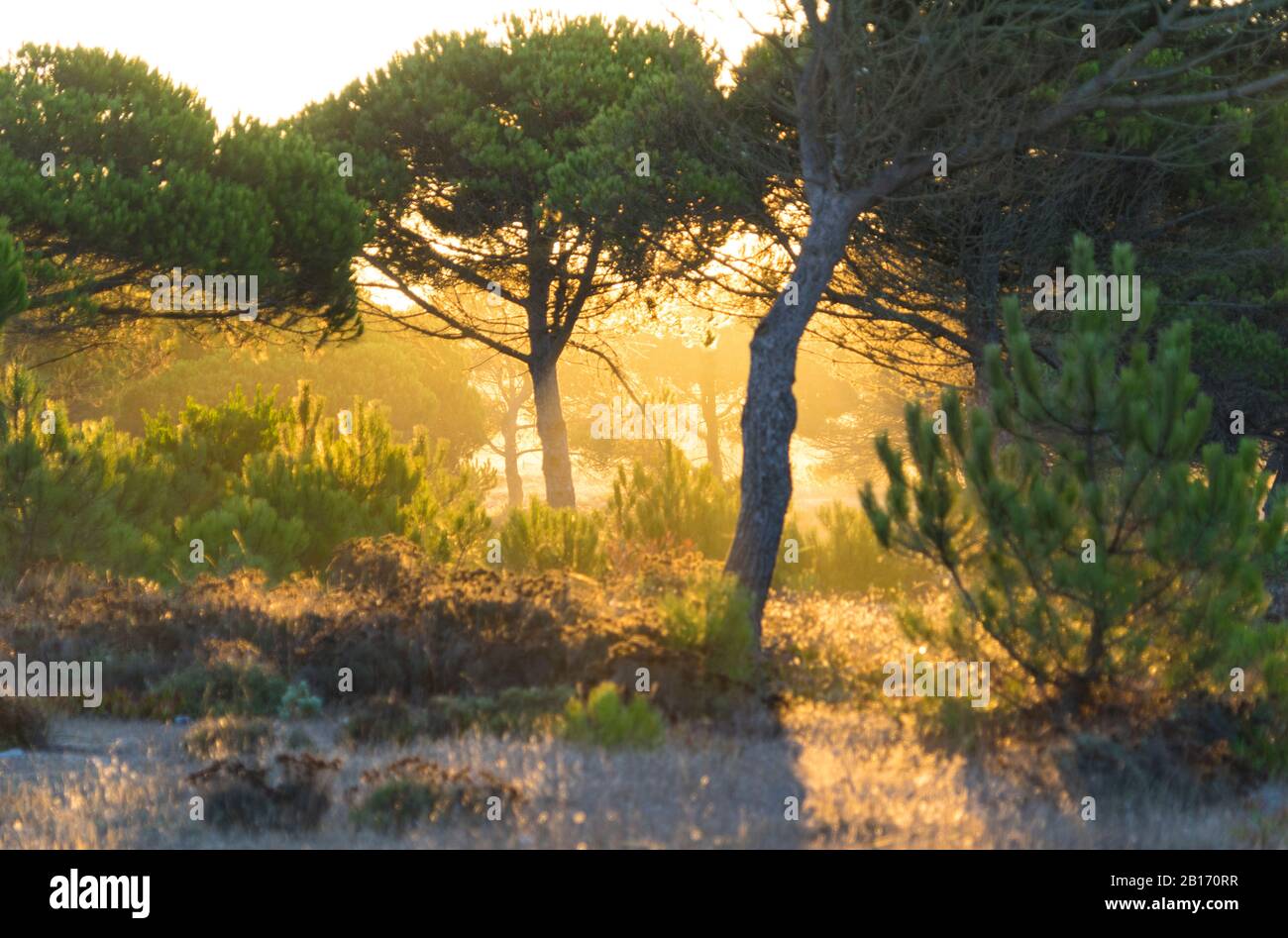 Forest south of Lisbon, Portugal Stock Photo