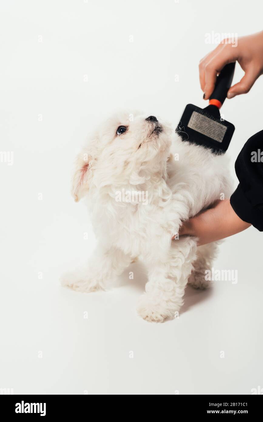 How Do You Brush A Havanese