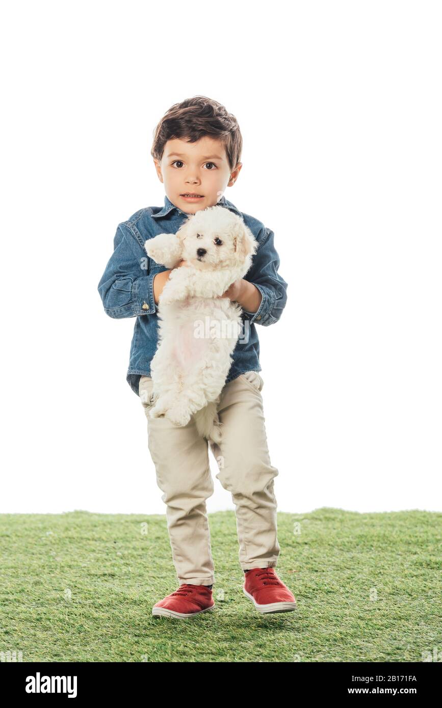 cute boy holding Havanese puppy and looking at camera isolated on white Stock Photo