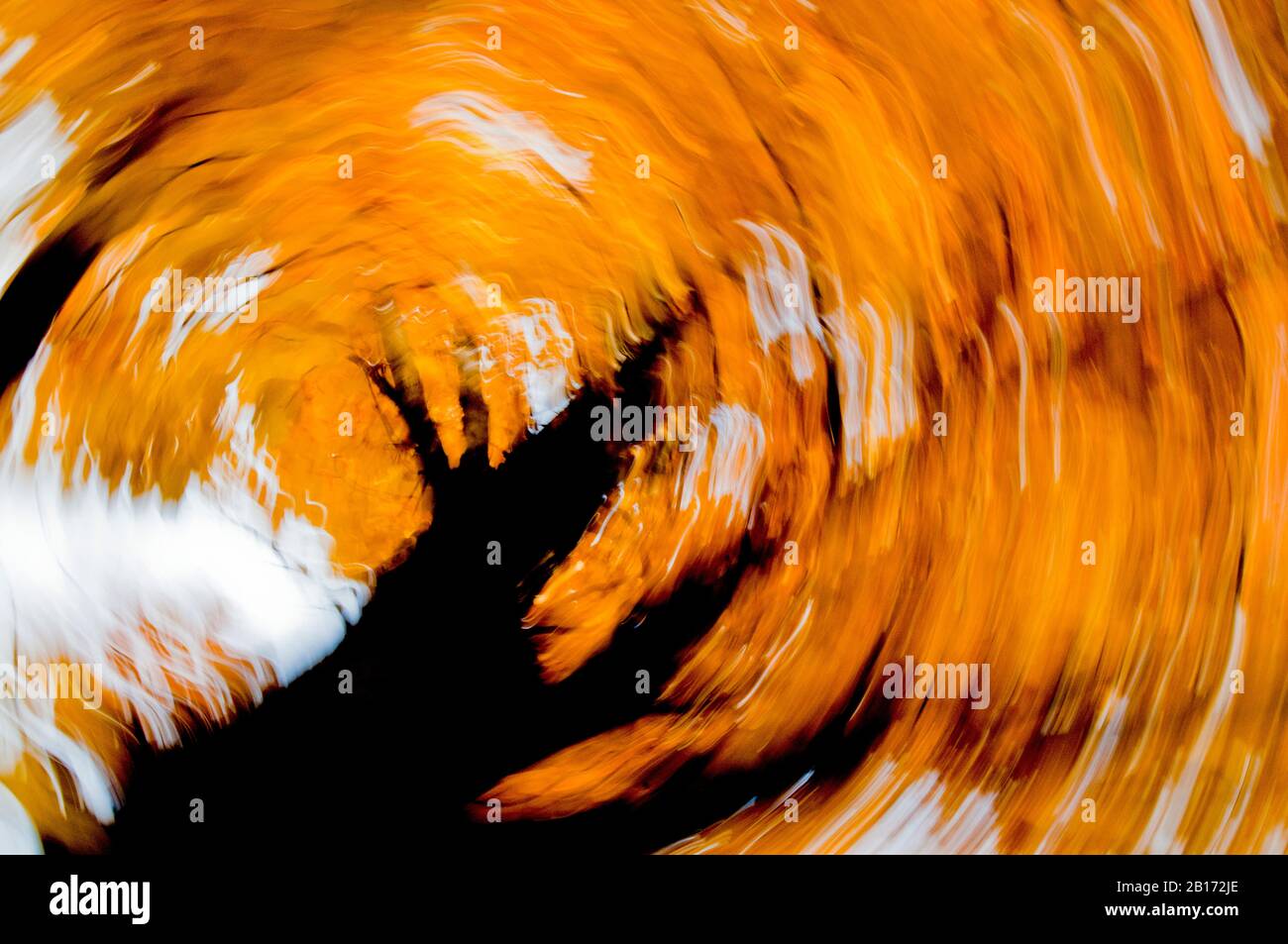 An abstract shot of a black maple in autumn made by shooting at a slow shutter speed while spinning the camera on it's axis. Stock Photo