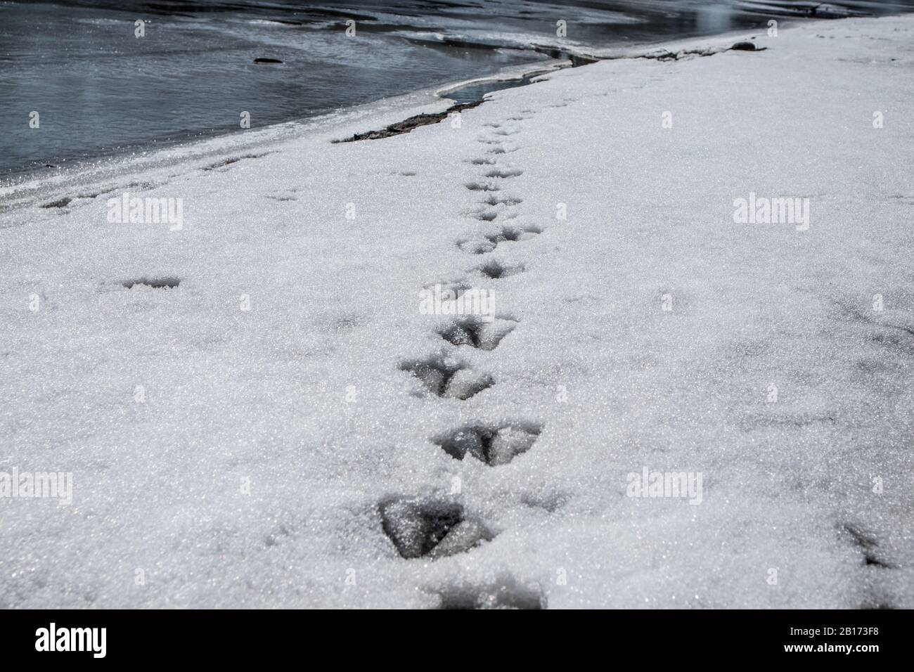 Canadian geese footsteps on the snow at Avon River in Stratford, Ontario. Stock Photo