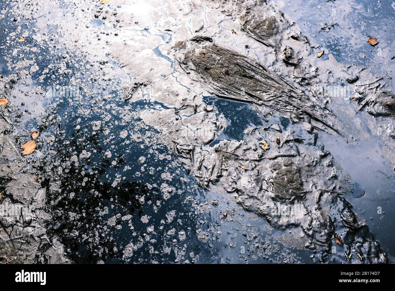Oil slick texture. Oil spill. Ecological catastrophy Stock Photo