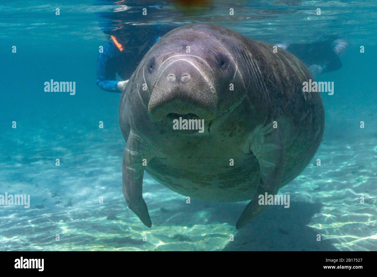 A large, friendly, curious, West Indian Manatee (trichechus manatus) approaches the camera. Citrus County is the only place in Florida where people ca Stock Photo