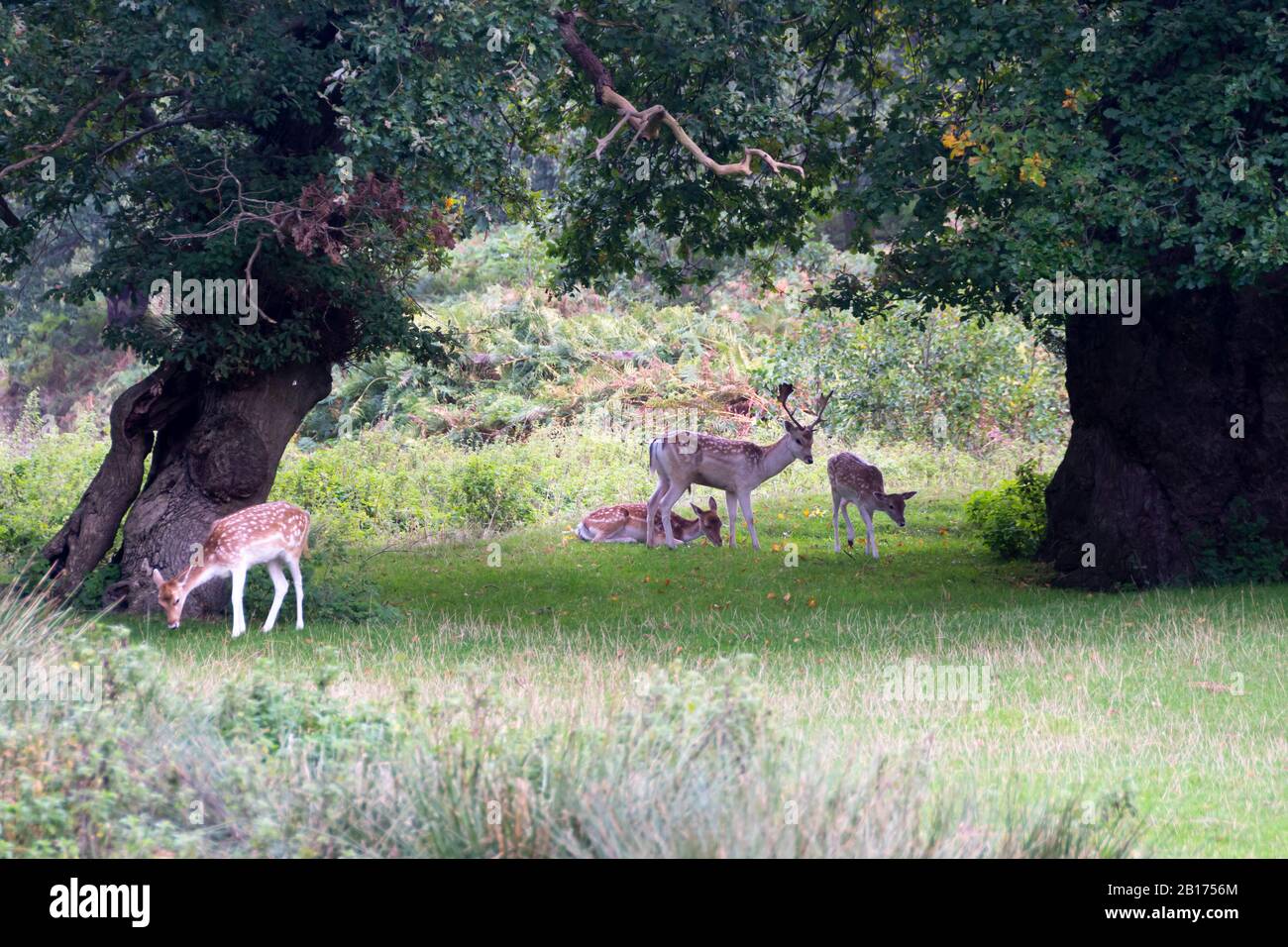 Fallow Deer at Bradgate Park, Charnwood Forest, Leicestershire, England, Stock Photo