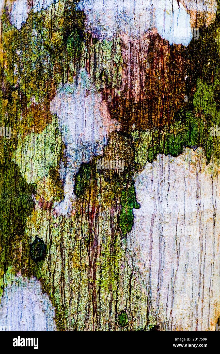 Crustose lichens on a tree trunk in the Daintree Rain Forest in Queensland, Australia.  Crustose lichens are common on trees in tropical ecoregions. Stock Photo