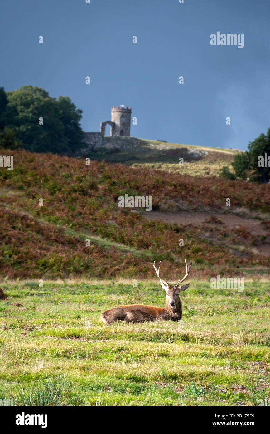 Red Deer stag at Bradgate Park, Charnwood Forest, Leicestershire, England.  'Old John Tower' in distance. Stock Photo