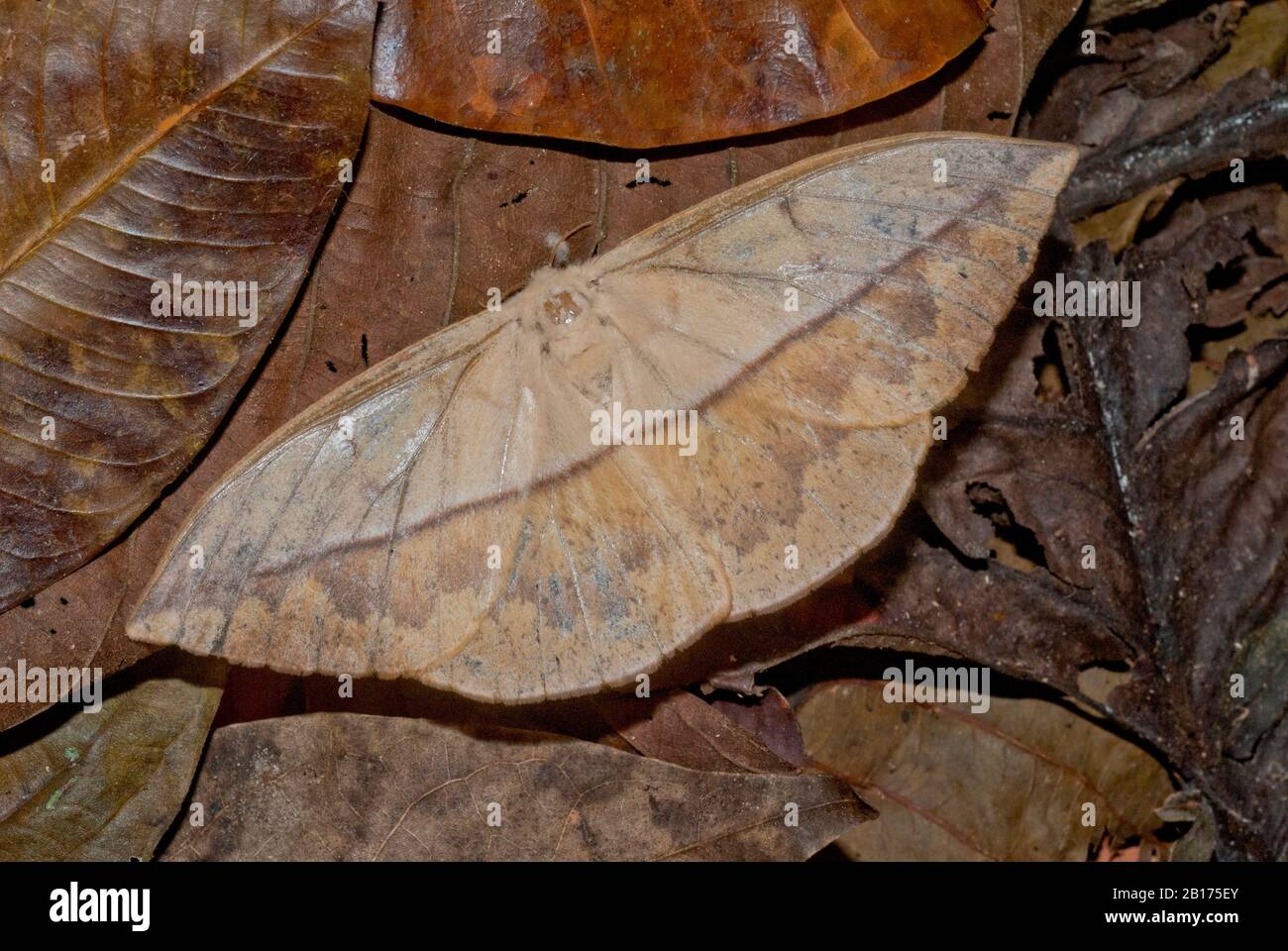 Dead leaf moth (family Saturniidae) in the Amazon rainforest of Peru Stock Photo