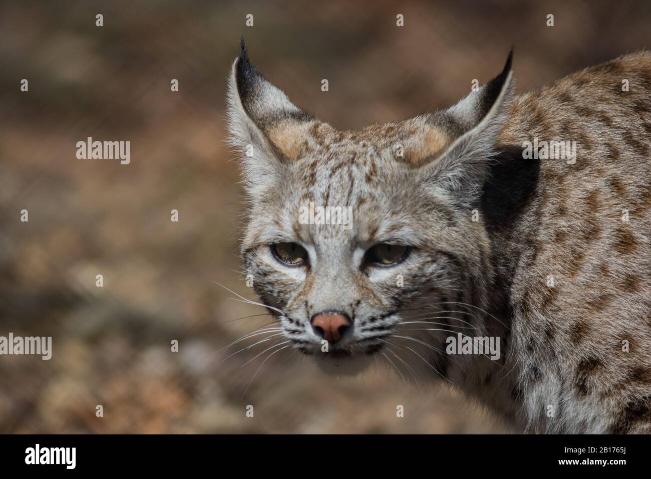 Bobcat (Lynx rufus) hunting in the woods early spring Stock Photo