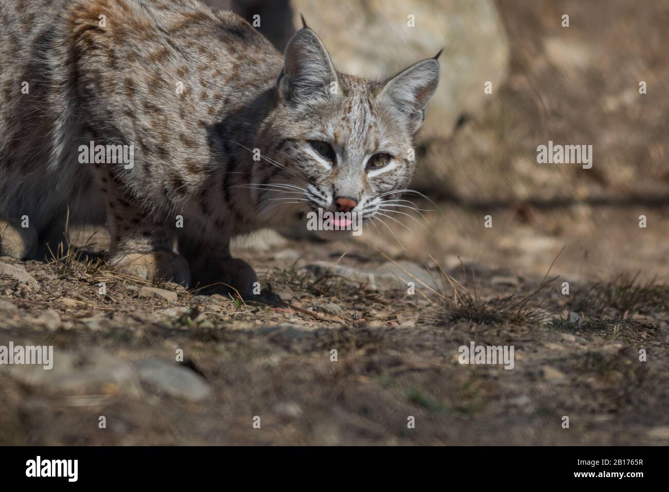 Bobcat (Lynx rufus) hunting in the woods early spring Stock Photo