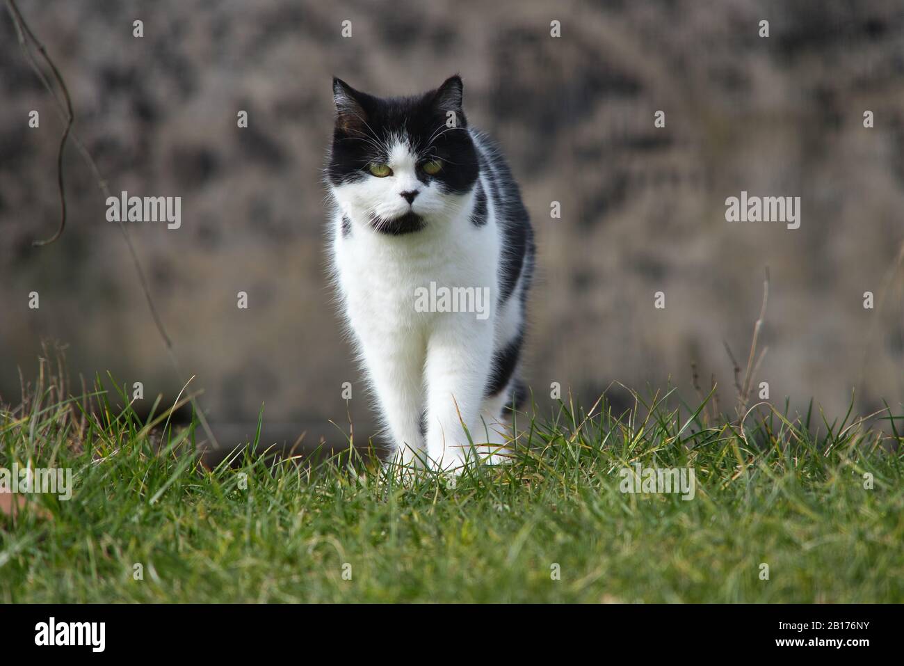 Black and white Persian cat with black nose and green eyes Stock Photo