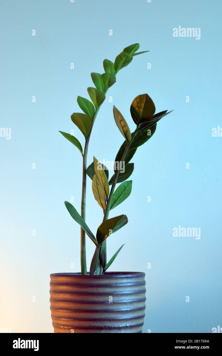 ZZ plant in brown pot against plain wall with slight back lighting, Stock Photo