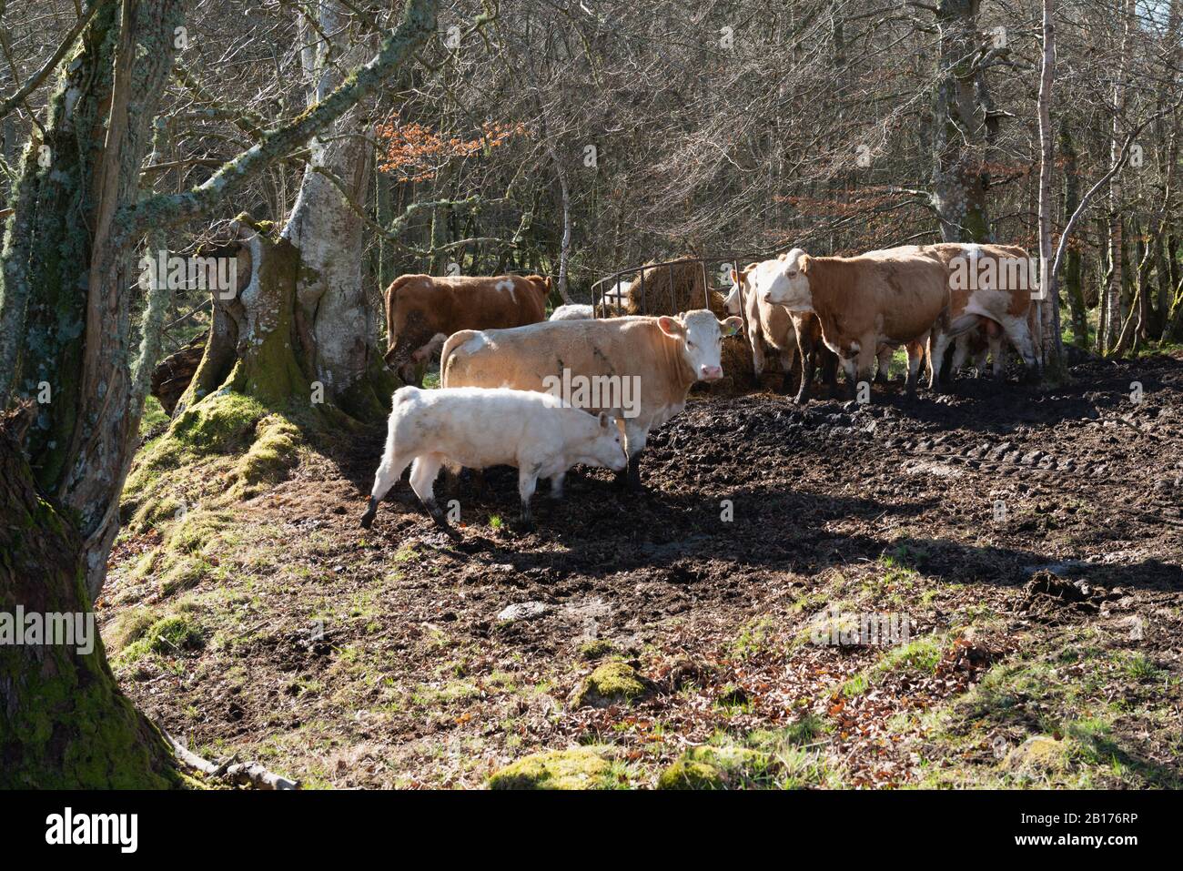 Cattle Feeding on Hay in a Muddy Woodland Clearing in Spring Sunshine Stock Photo