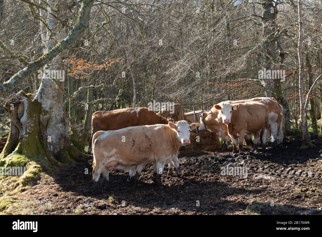 A Small Herd of Cows Take Hay From a Feeder in Amongst Silver Birch (Betula Pendula) and Beech (Fagus Sylvatica) Trees Stock Photo