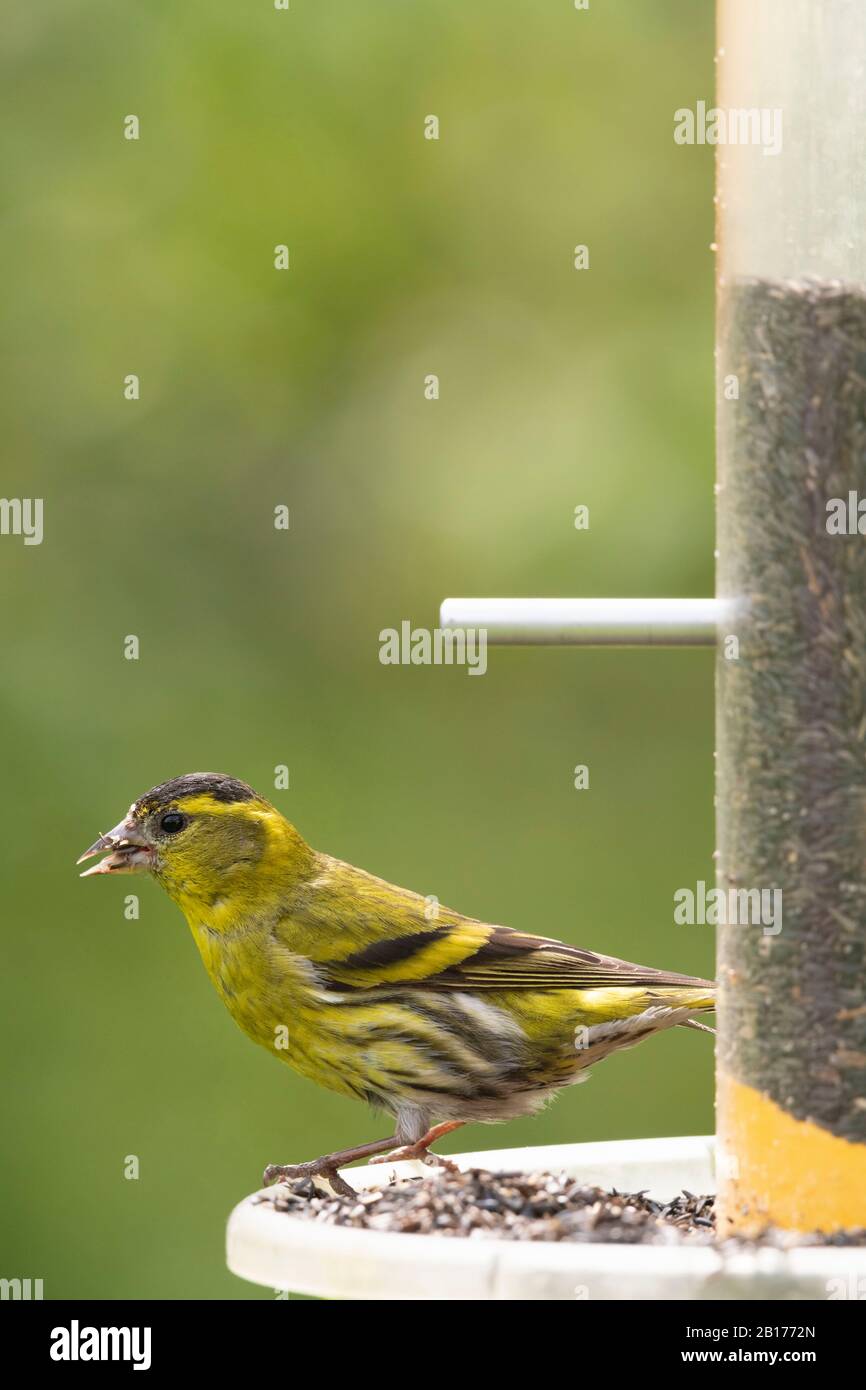 A Siskin (Carduelis Spinus) Feeding on Niger Seed on a Garden Bird Feeder Stock Photo