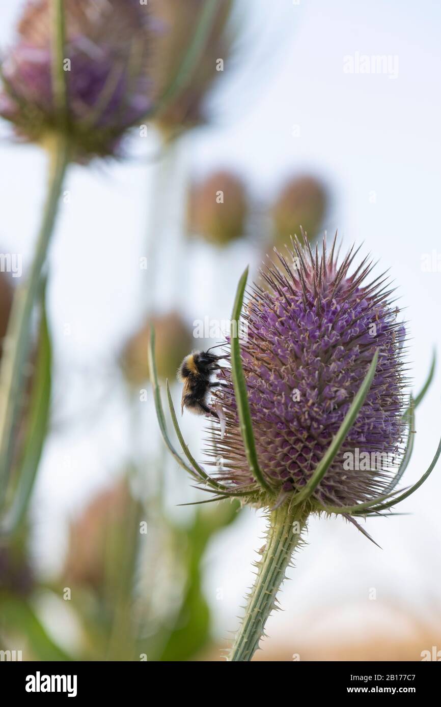 A Garden Bumblebee (Bombus Hortorum) Feeding on One of a Group of Wild Teasel Flowers (Dipsacus Fullonum) Stock Photo