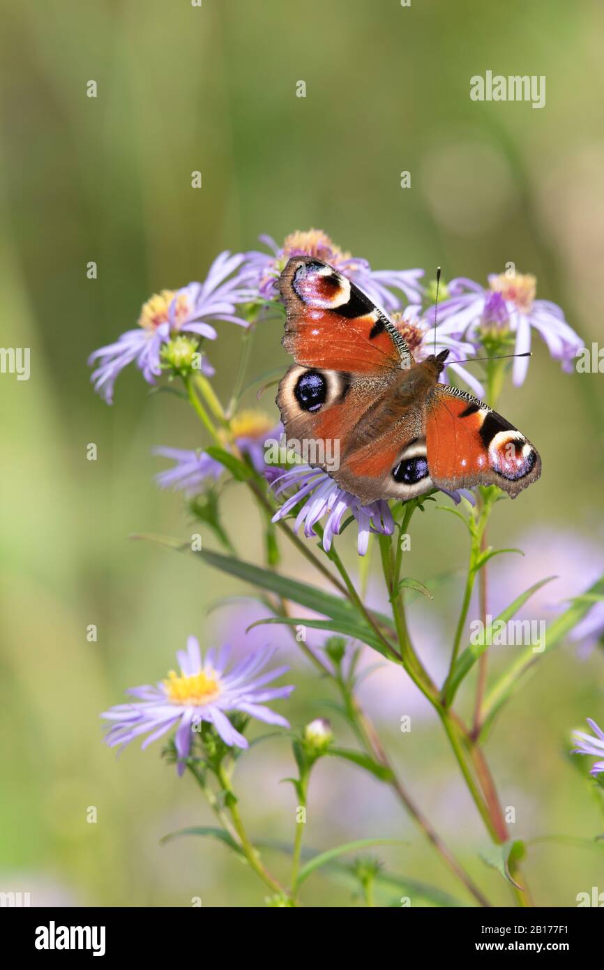 Flowers of the Michaelmas Daisy (Symphyotrichum Novi-Belgii) Provide Food for the Peacock Butterfly (Inachis Io) in Late Summer Stock Photo