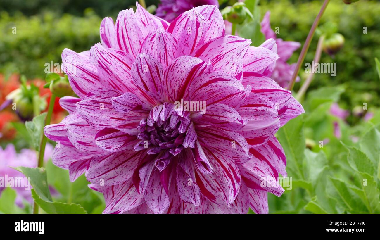 the beautiful and beautiful dahlias in the garden Stock Photo - Alamy