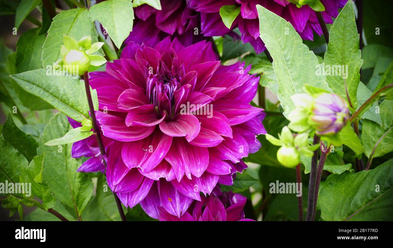 the beautiful and beautiful dahlias in the garden Stock Photo - Alamy