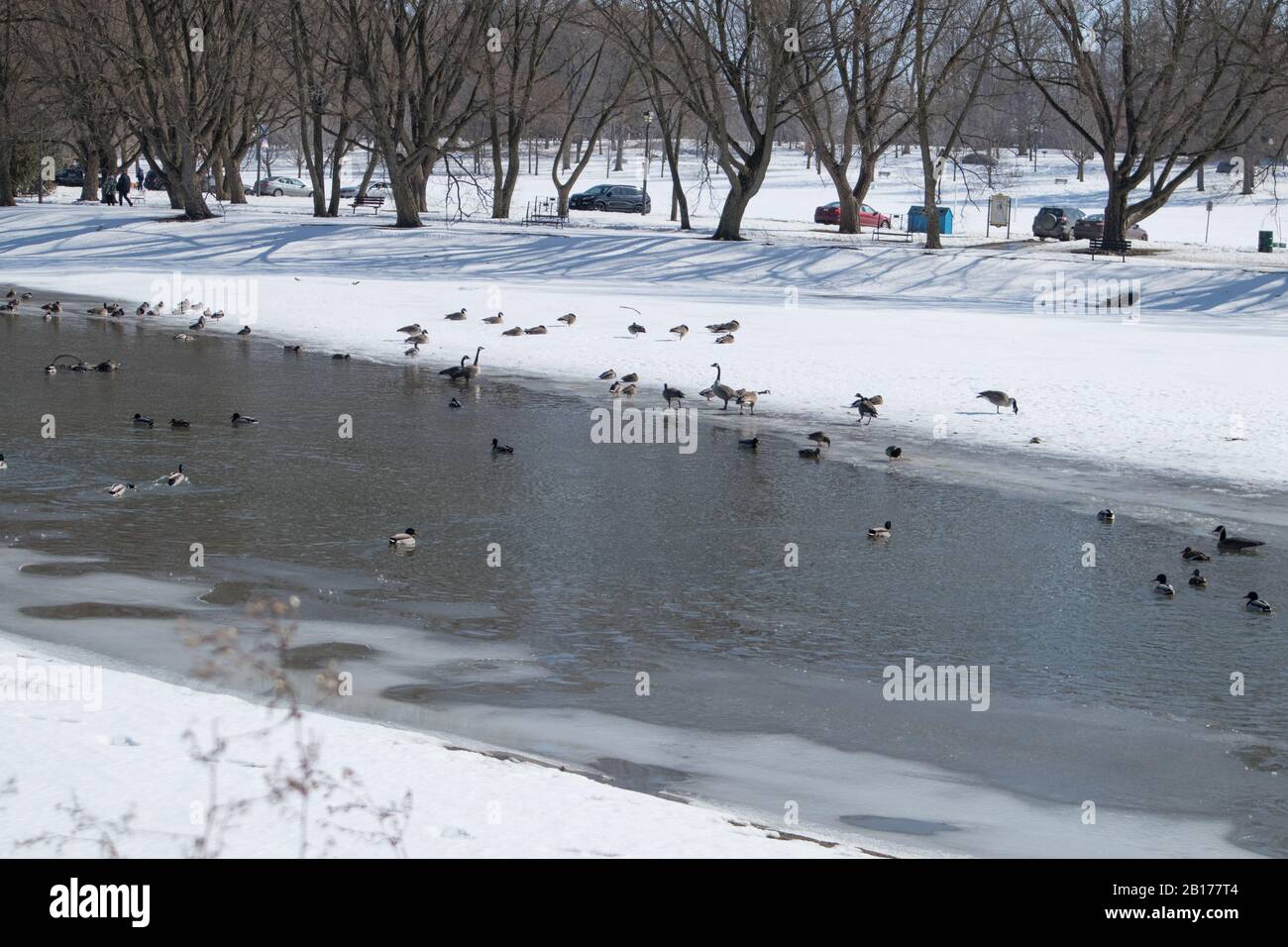 Canadian geese at Avon River during winter, Stratford, Ontario, Canada. Stock Photo