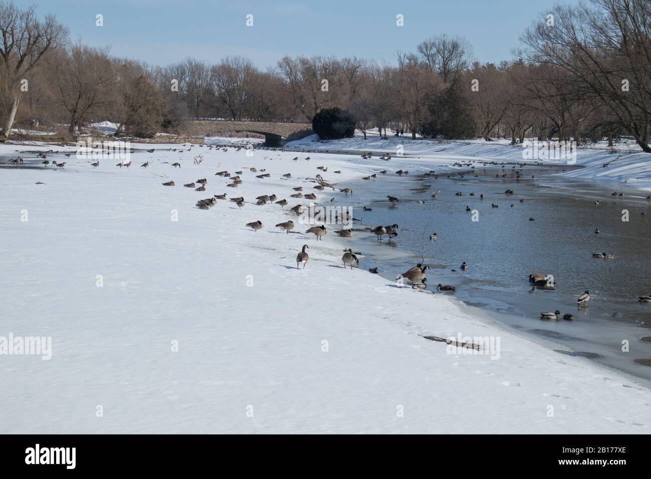 Canadian geese at Avon River during winter, Stratford, Ontario, Canada. Stock Photo