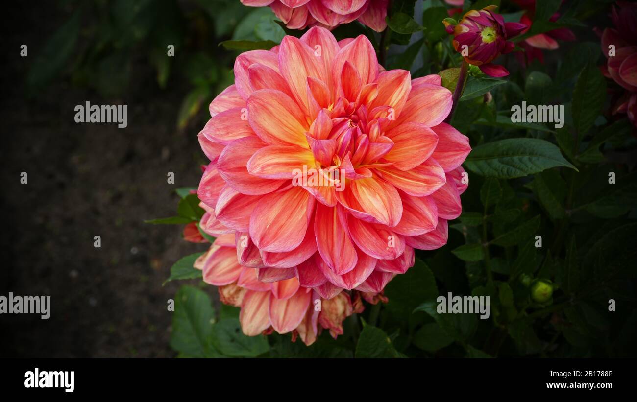 the beautiful and beautiful dahlias in the garden Stock Photo - Alamy