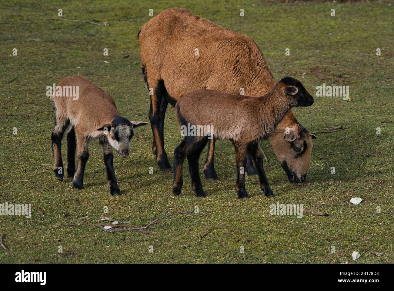 Flock of sheep, camera sheep, baby sheep, lamb, twins in the outdoor enclosure on organic farm Stock Photo