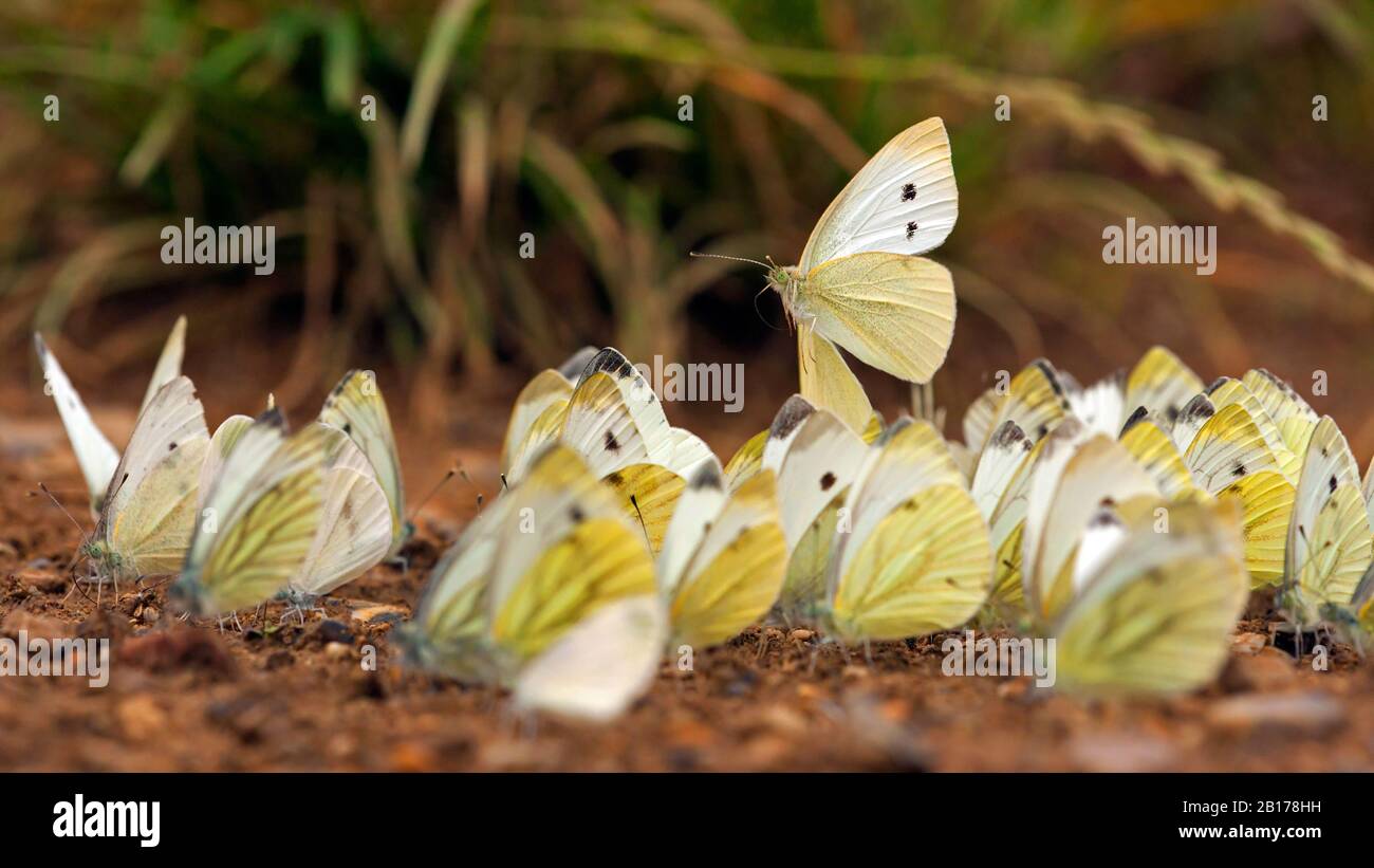 Many small cabbage white butterflies hi-res stock photography and ...