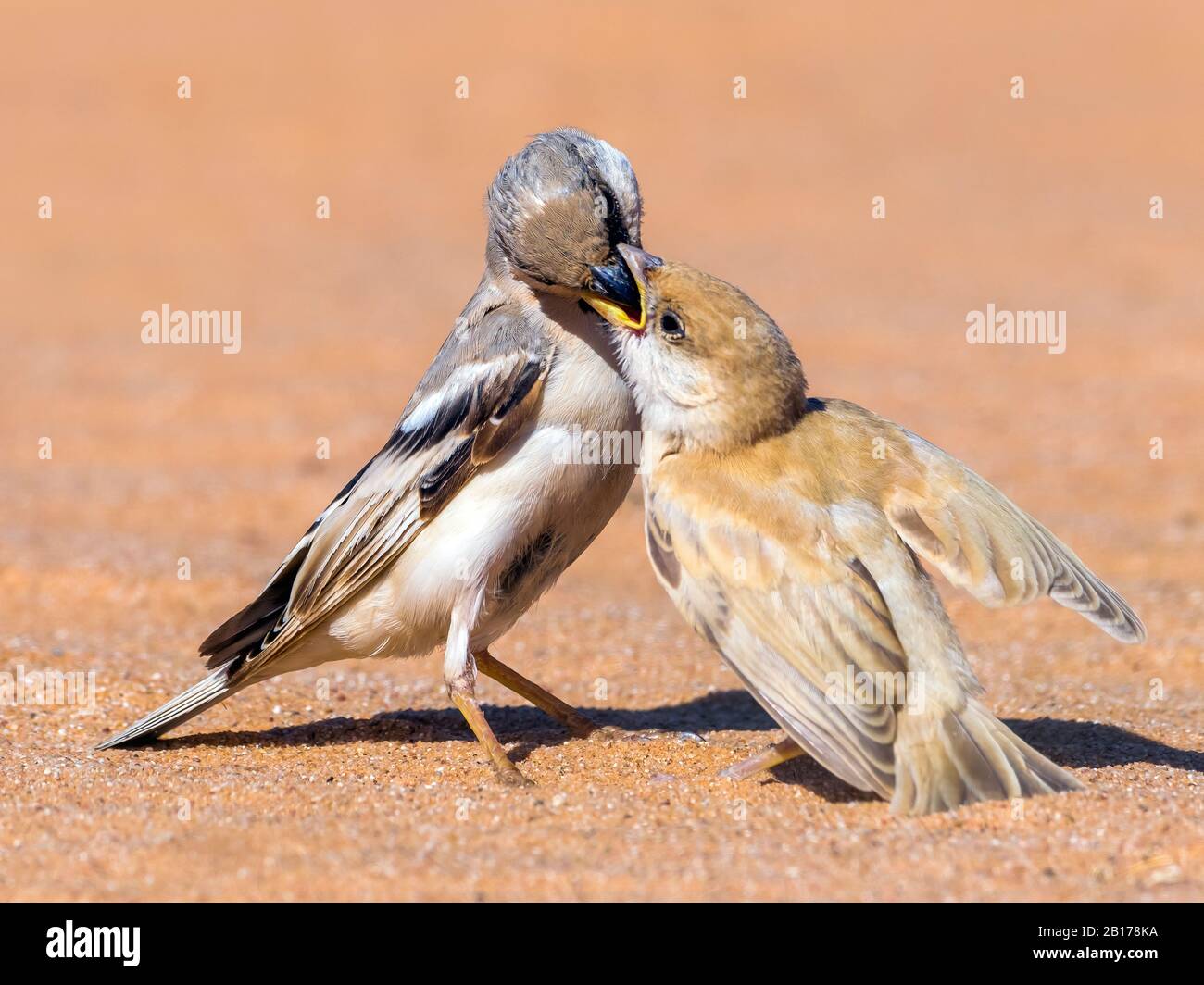 Saharian desert sparrow (Passer simplex saharae, Passer saharae), male and juvenile in Oued Jenna, Morocco, Western Sahara Stock Photo