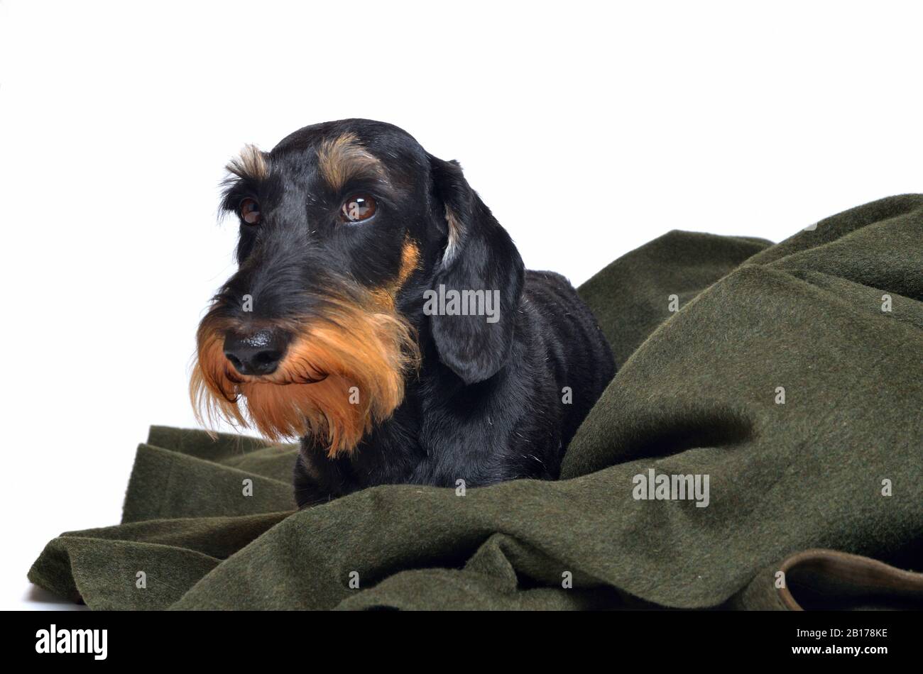 Wire-haired Dachshund, Wire-haired sausage dog, domestic dog (Canis lupus f. familiaris), male wire-haired dachshund lying on a hunting coat, front view Stock Photo
