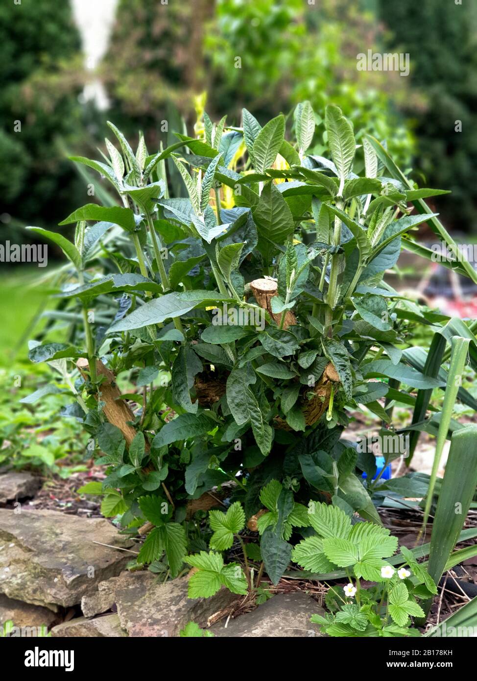 Butterfly bush, Violet butterfly bush, Summer lilac, Butterflybush