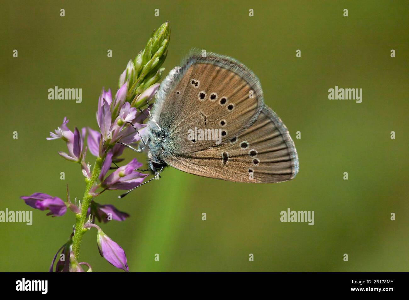 mazarine blue (Polyommatus semiargus, Cyaniris semiargus), on Polygala, Hungary Stock Photo
