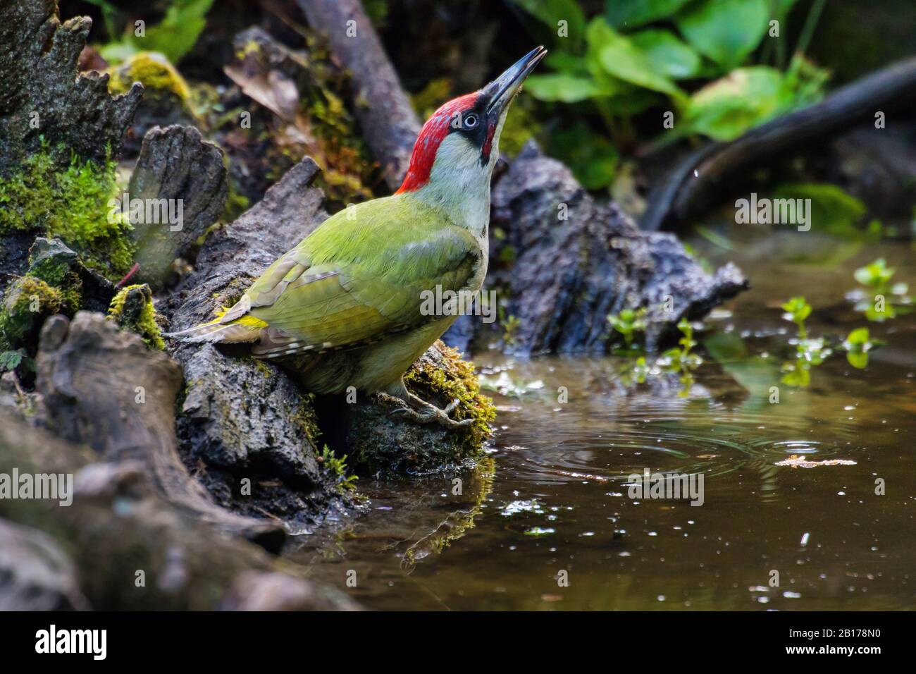 green woodpecker (Picus viridis), male drinking at a water place in a forest, Switzerland, Sankt Gallen Stock Photo