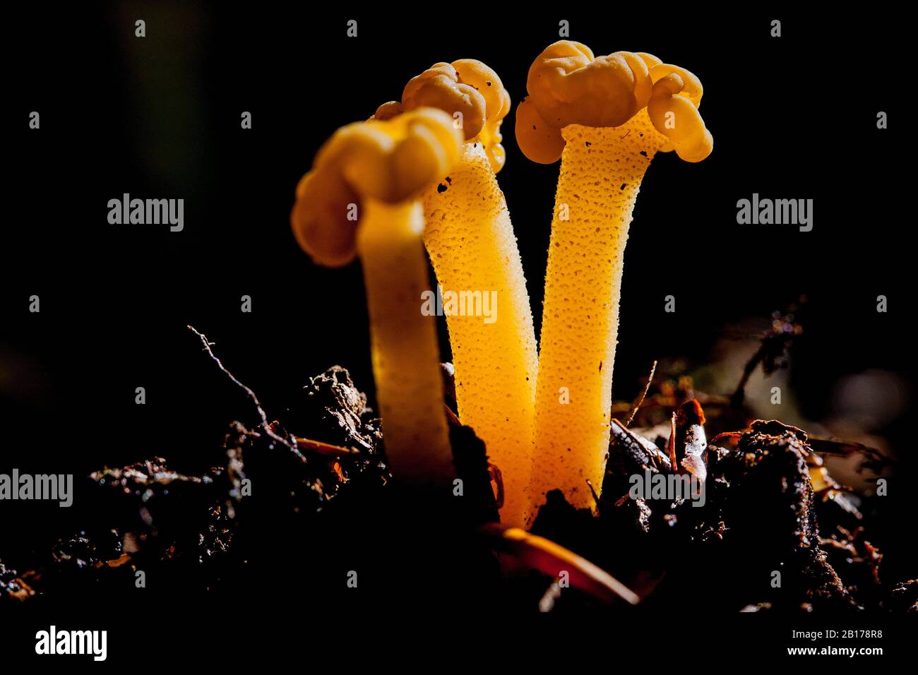 jellybaby (Leotia lubrica), Netherlands, Frisia Stock Photo