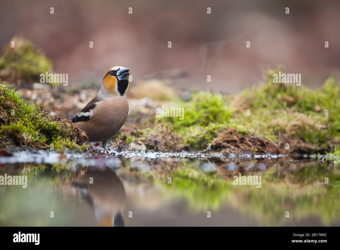 hawfinch (Coccothraustes coccothraustes), male at watering place, Netherlands, Overijssel, Lemelerberg Stock Photo