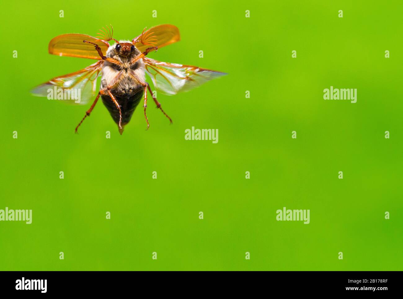 Common cockchafer, Maybug, Maybeetle (Melolontha melolontha), in flight, Netherlands, Frisia, Delleboersterheide Stock Photo