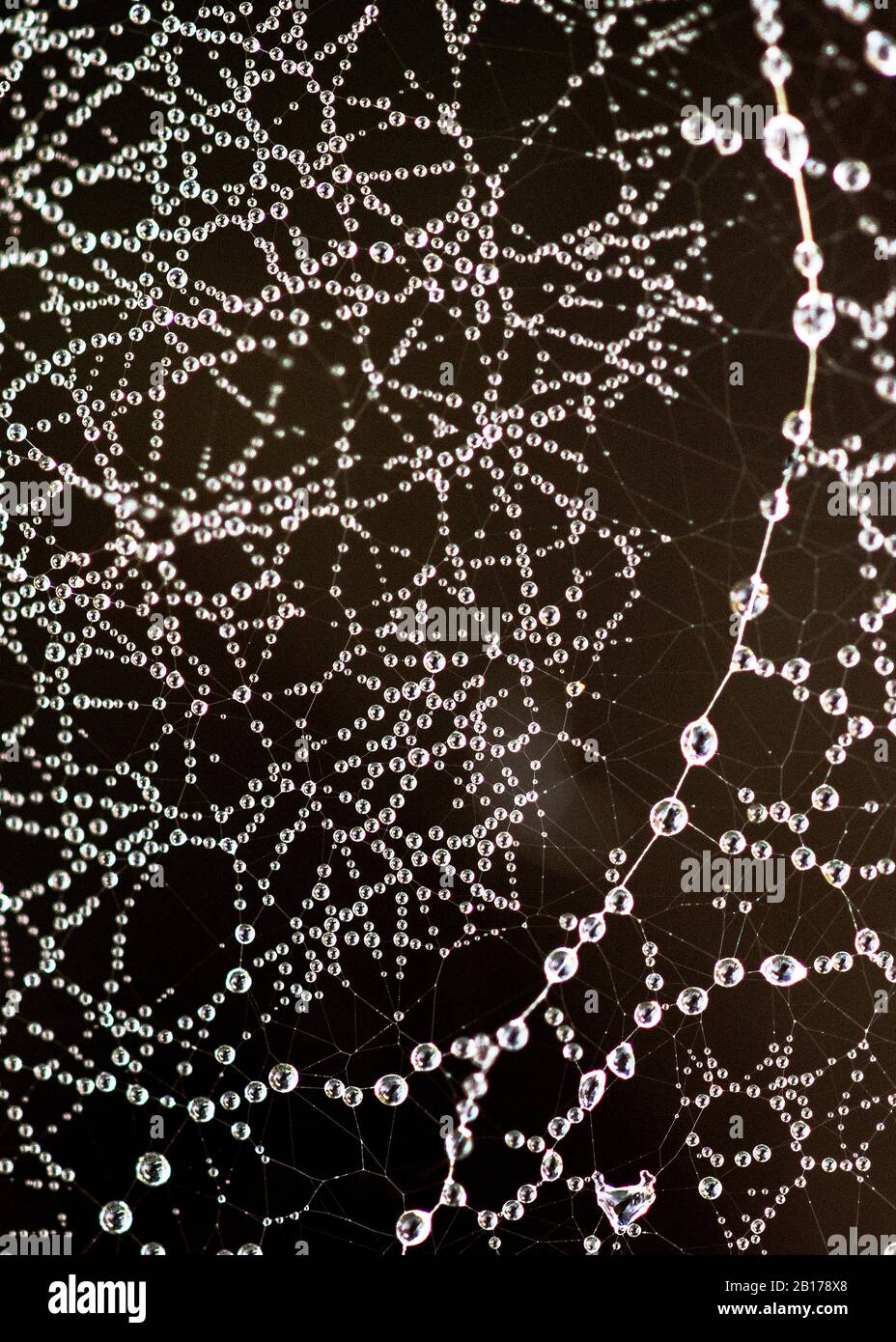 Frosted spider web, Netherlands, Frisia, Delleboersterheide Stock Photo