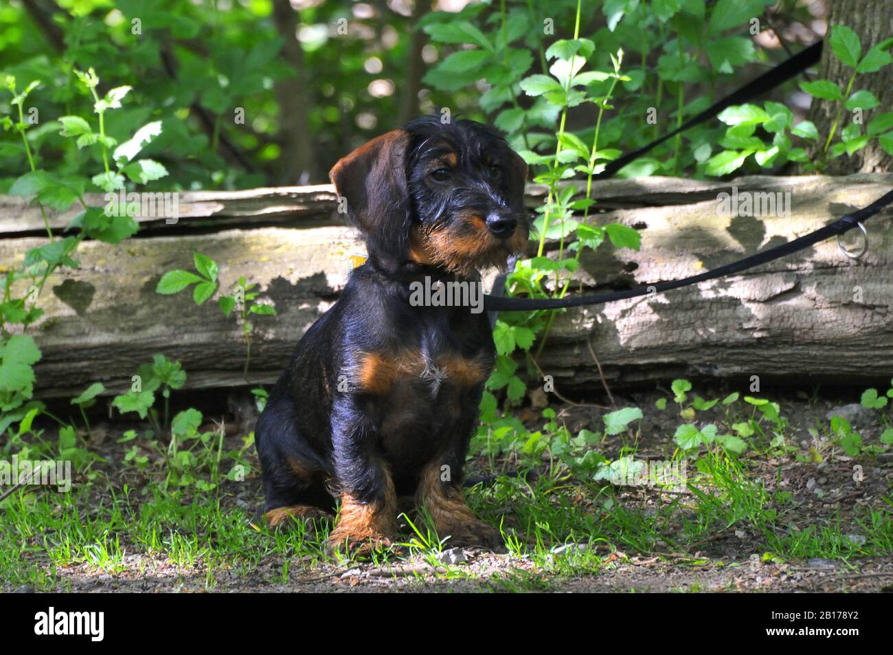 Wire-haired Dachshund, Wire-haired sausage dog, domestic dog (Canis lupus f. familiaris), sitting and waiting for the master, Germany, North Rhine-Westphalia Stock Photo