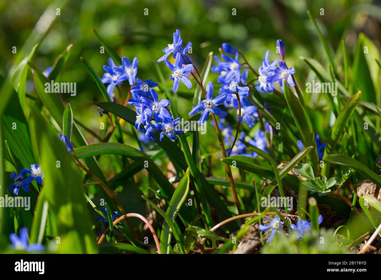 Glory-of-the-Snow (Chionodoxa forbesii, Scilla forbesii), blooming, Netherlands, Frisia Stock Photo