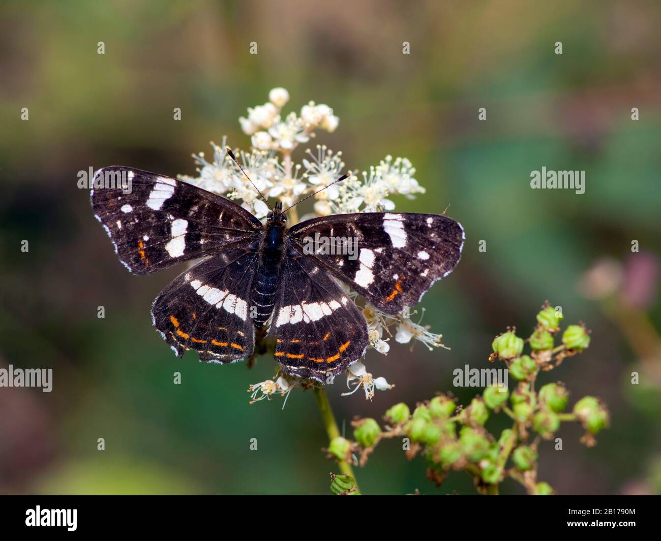 map butterfly, summer form (Araschnia levana f. prorsa), top view, Germany, North Rhine-Westphalia, Eifel Stock Photo