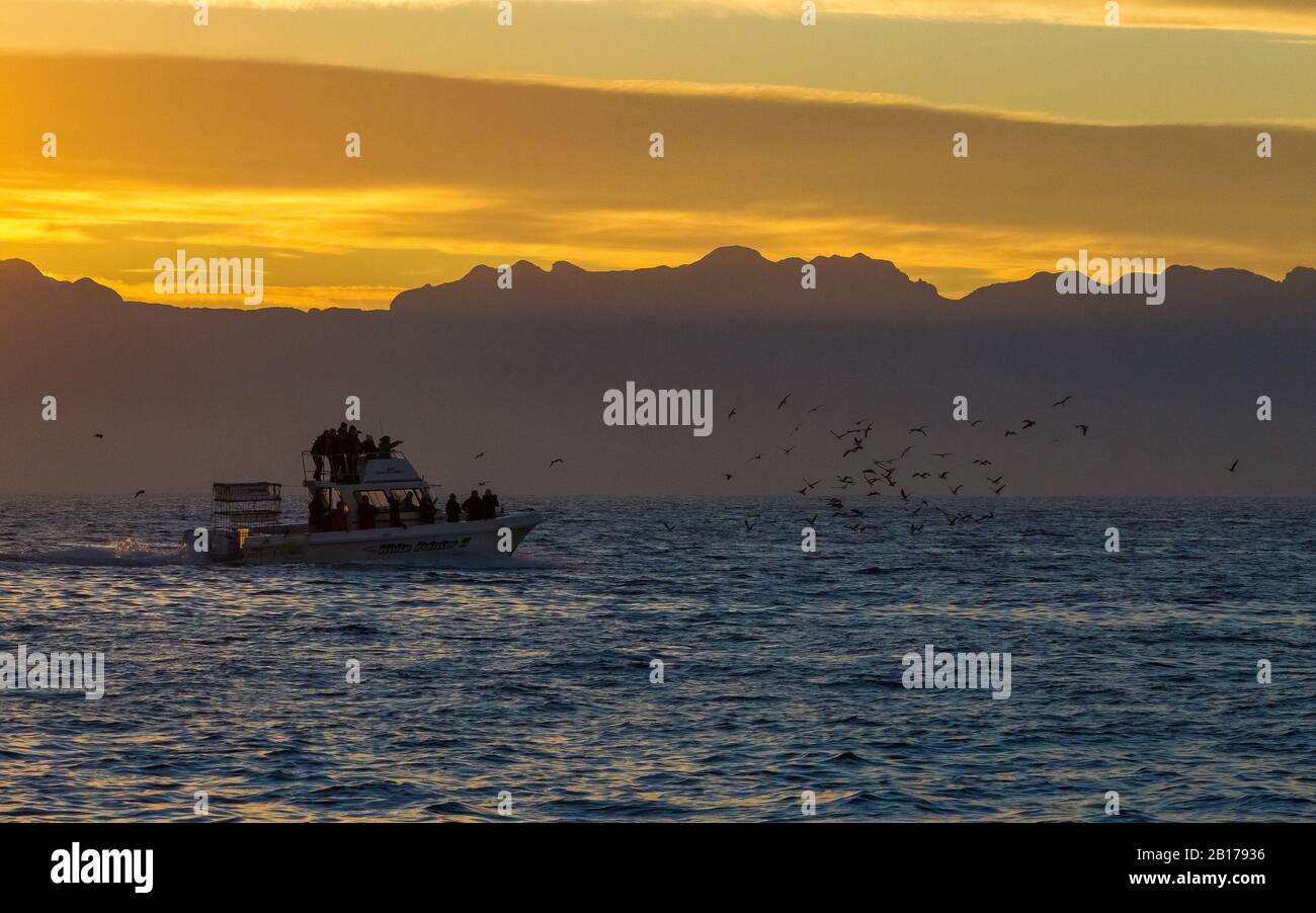 motorboat in the False Bay, off Seal Island in red evening sky, South Africa Stock Photo