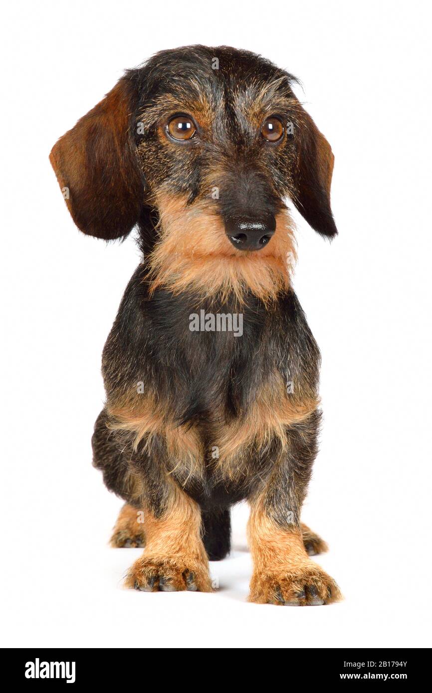Wire-haired Dachshund, Wire-haired sausage dog, domestic dog (Canis lupus f. familiaris), standing male wire-haired dachshund, front view Stock Photo