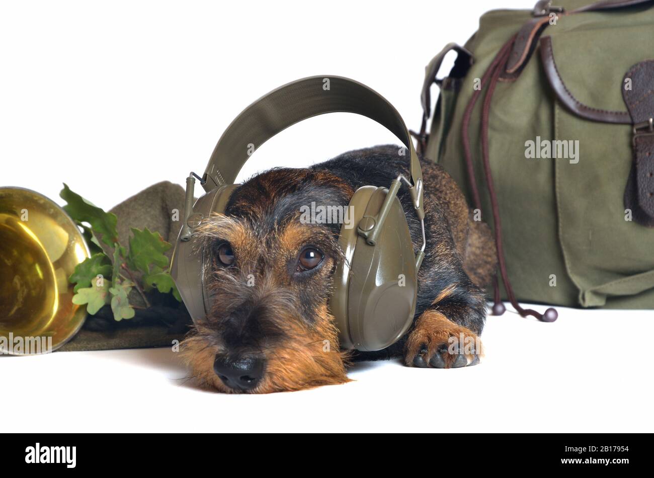 Wire-haired Dachshund, Wire-haired sausage dog, domestic dog (Canis lupus f. familiaris), male dog with headphone, ear protection Stock Photo