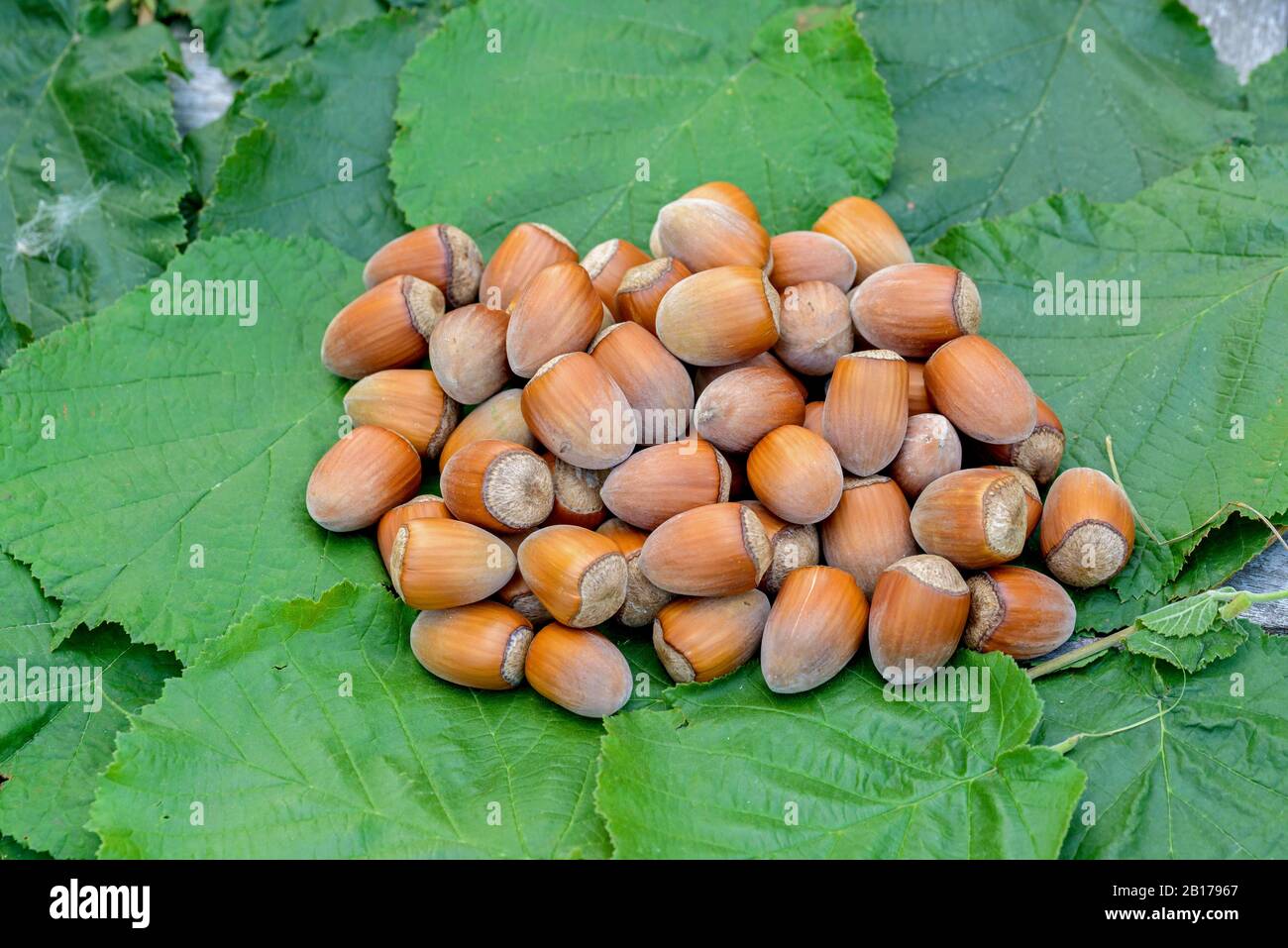 Common hazel (Corylus 'Gunslebener Zellernuss', Corylus Gunslebener Zellernuss), nuts of the cultivar Gunslebener Zellernuss, Germany, Saxony Stock Photo